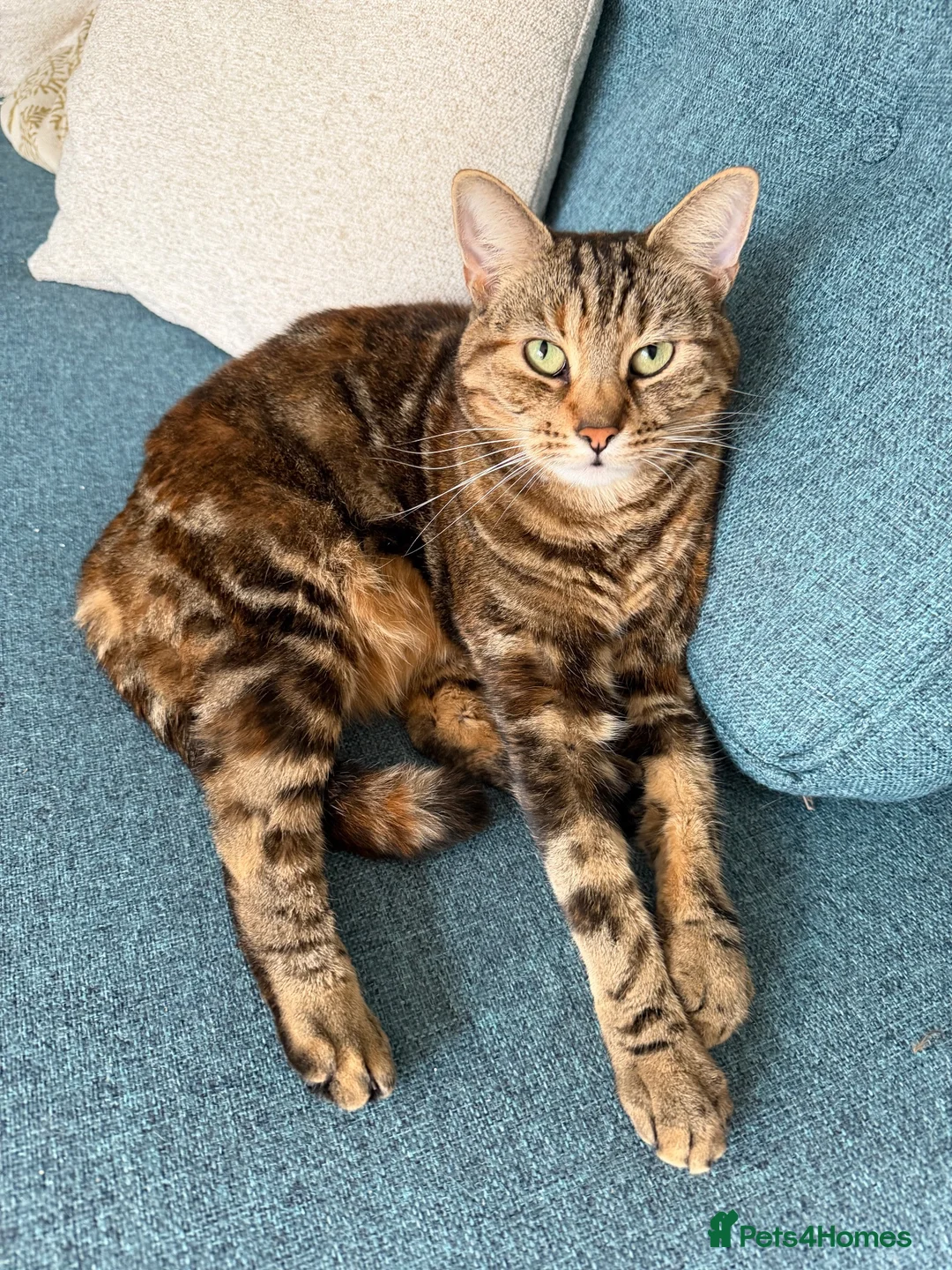 Mixed Breed cats for sale: 2 x Tabby Cats for Rehoming - Advert 7
