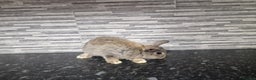 Mini Lion Lop rabbits for sale: Lion lops - Advert 14