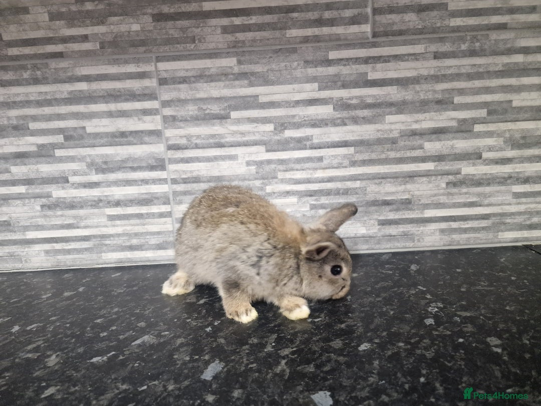 Mini Lion Lop rabbits for sale: Lion lops - Advert 14