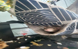 Rat rodents for sale: Two Male Rats - Image 8