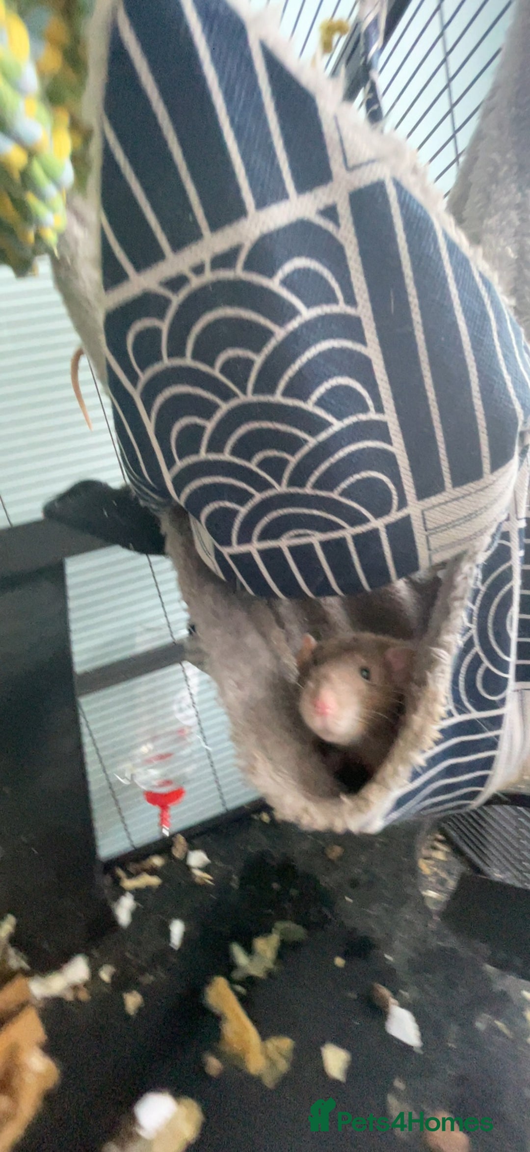 Rat rodents for sale: Two Male Rats - Image 8