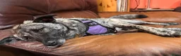 Mixed Breed dogs for adoption: Medium, F, loves people & dogs, great character! - Advert 11