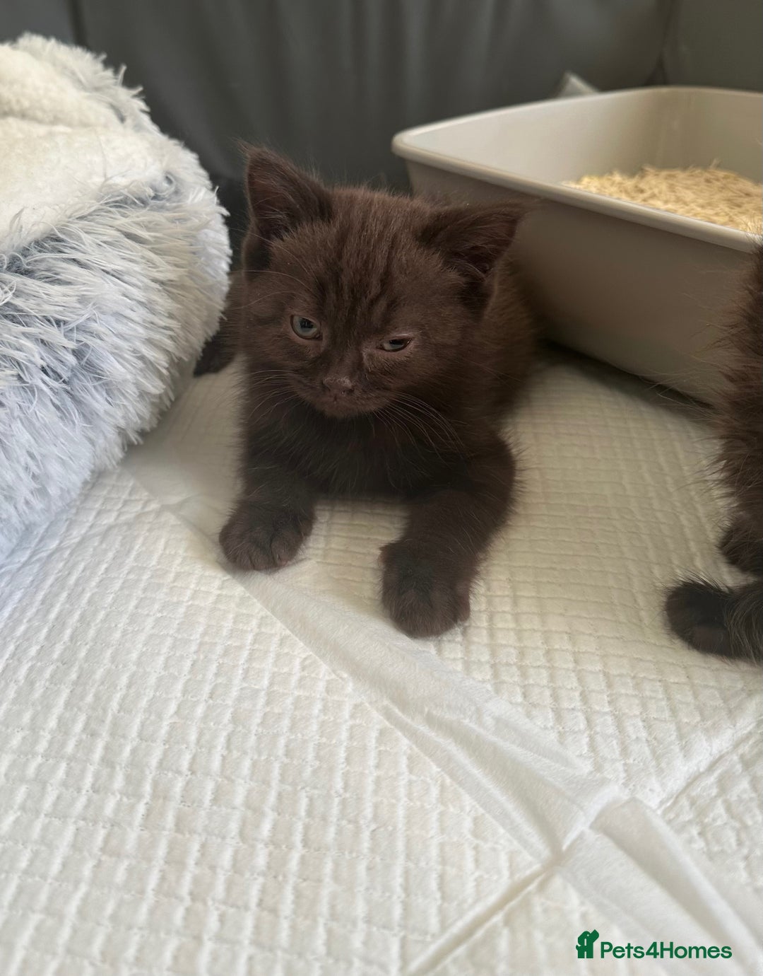 Mixed Breed cats for sale: BSH Ragdoll mix kittens - Advert 13