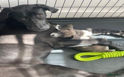Mixed Breed dogs for sale: Bull weiners 8 weeks old  - Image 6