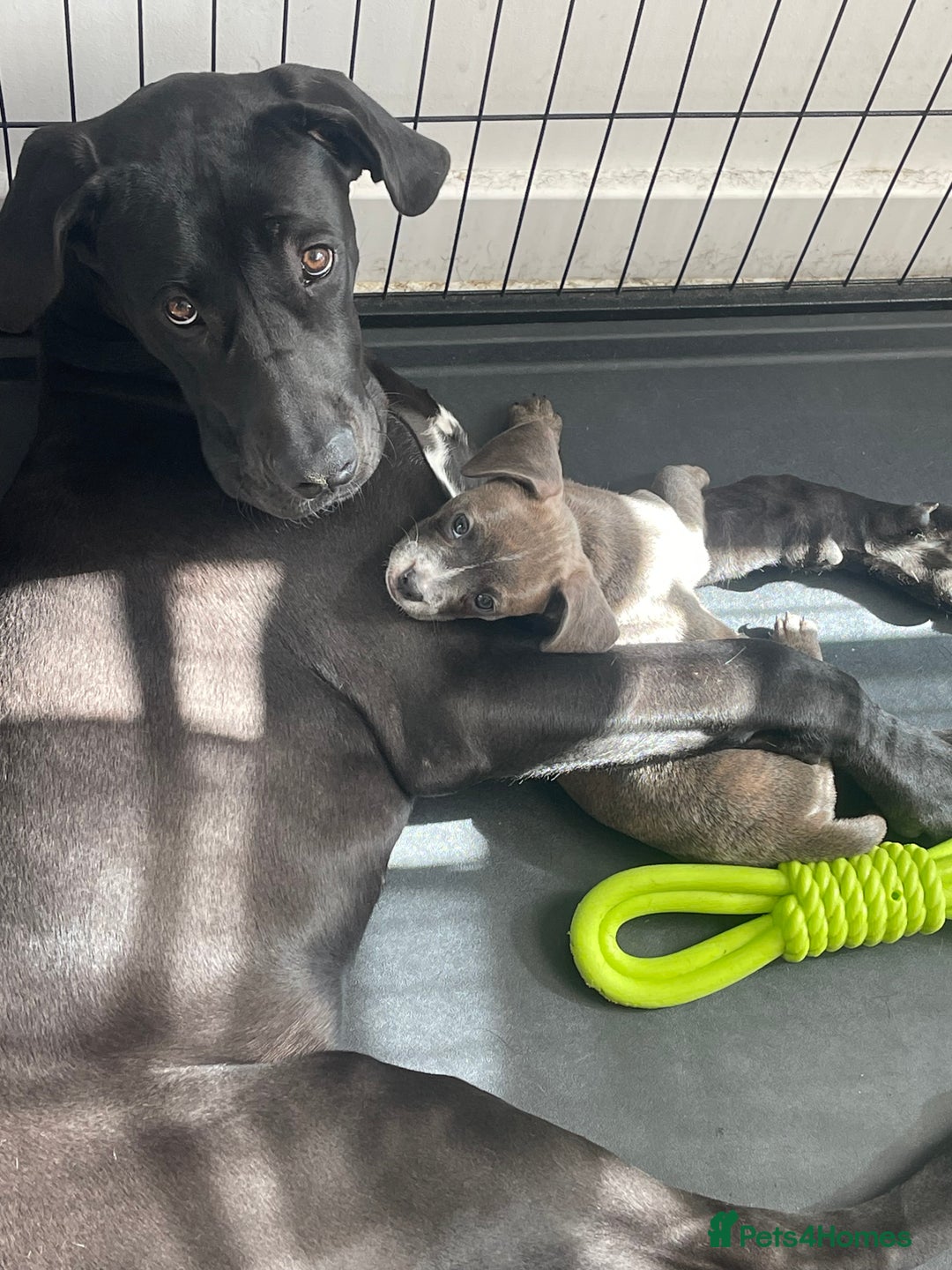 Mixed Breed dogs for sale: Bull weiners 8 weeks old  - Image 6