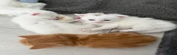 Turkish Angora cats for sale: 3 Adorable Kittens - Advert 7