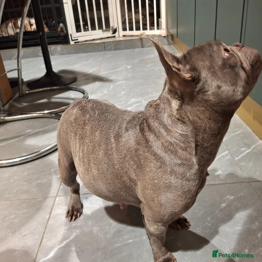 French Bulldog dogs for sale: 🏡 Gorgeous french puppies 🐶  - Advert 2