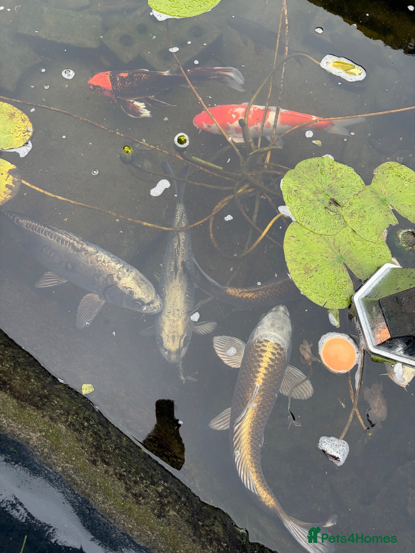 Koi Carp fish for sale: Koi carp for sale  - Advert 3