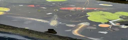 Koi Carp fish for sale: Koi carp for sale  in Gravesend - Advert 1