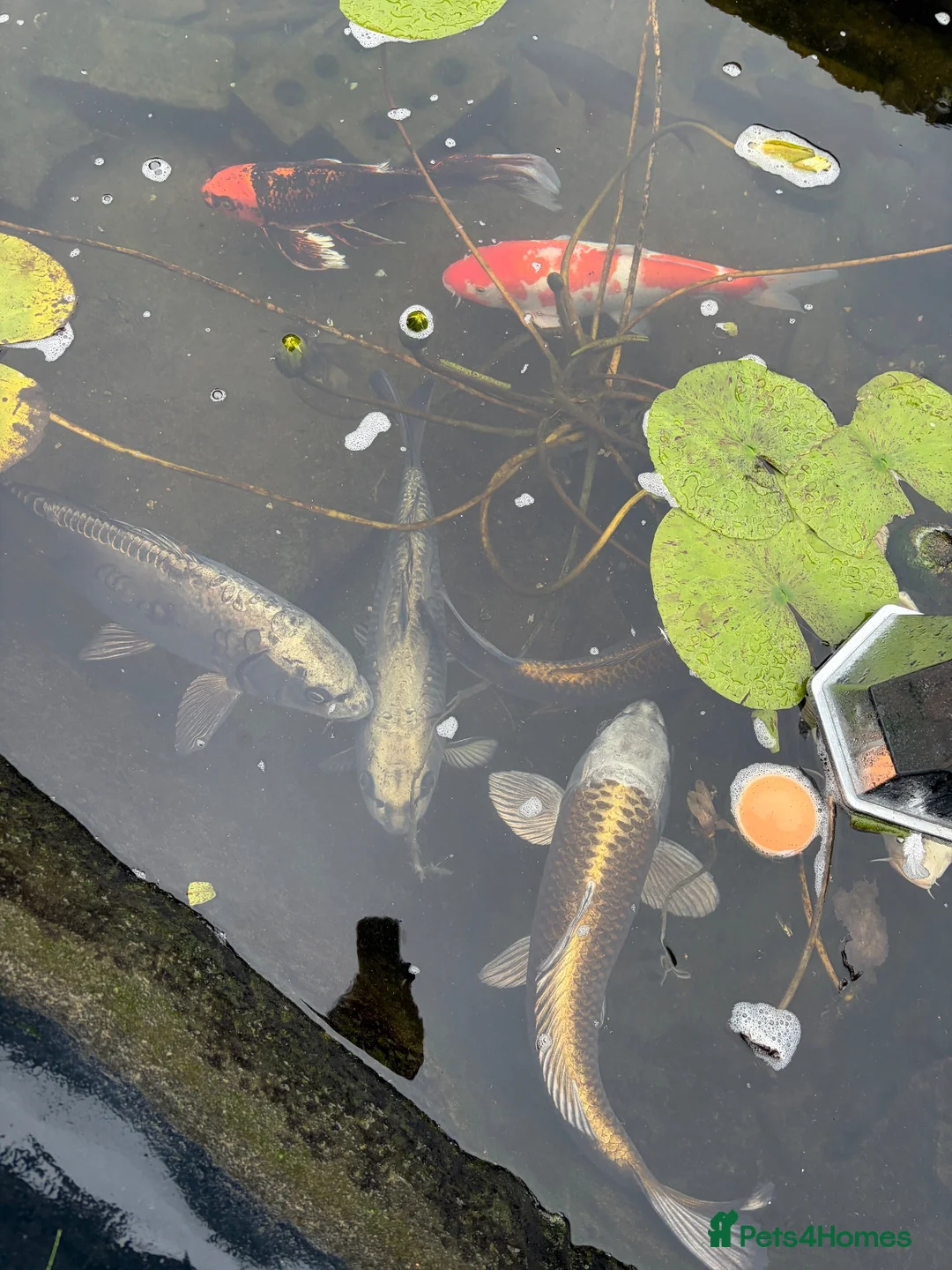 Koi Carp fish for sale: Koi carp for sale  in Gravesend - Advert 1