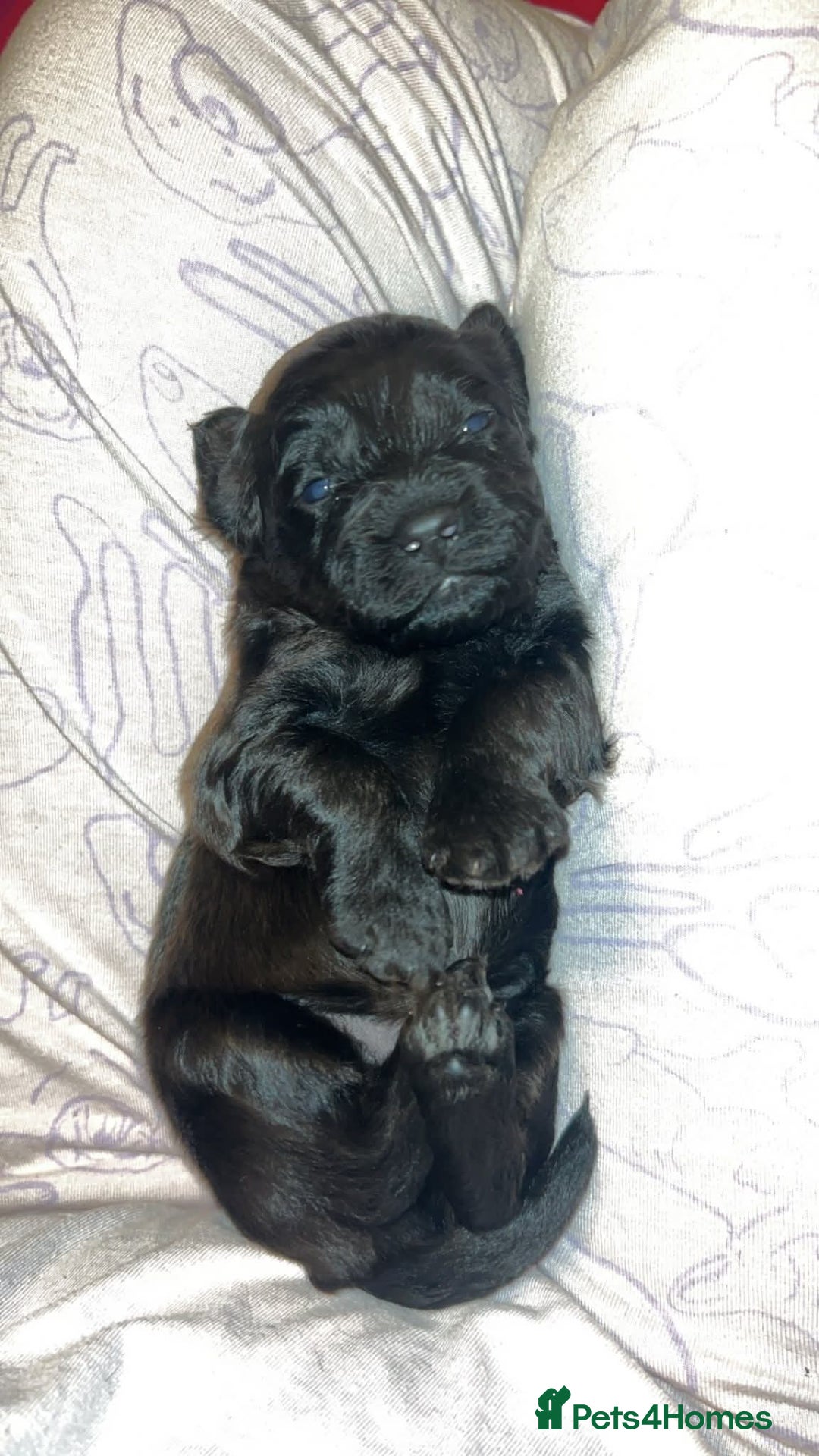 Cockapoo dogs for sale: Cockerpoo puppies  - Advert 5