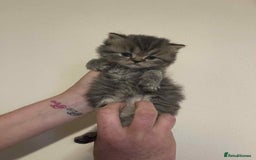 British Shorthair cats for sale: Beautiful bsh kittens looking for forever homes  - Image 5