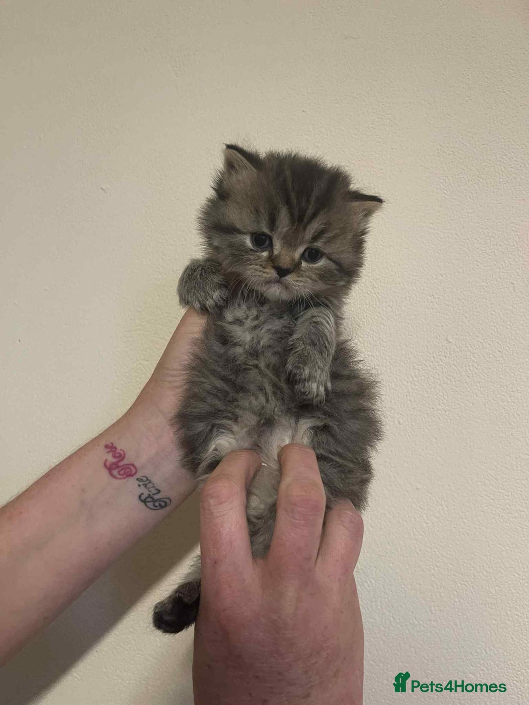 British Shorthair cats for sale: Beautiful bsh kittens looking for forever homes  - Image 5