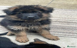 German Shepherd dogs for sale: KC show line German Shepherd puppies - Image 22