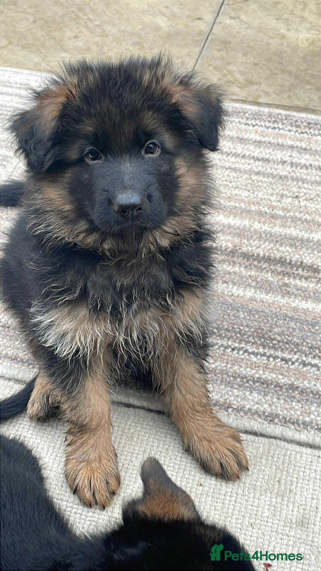 German Shepherd dogs for sale: KC show line German Shepherd puppies - Image 22