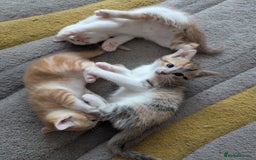 Mixed Breed cats for sale: 9 week old kittens - Image 7