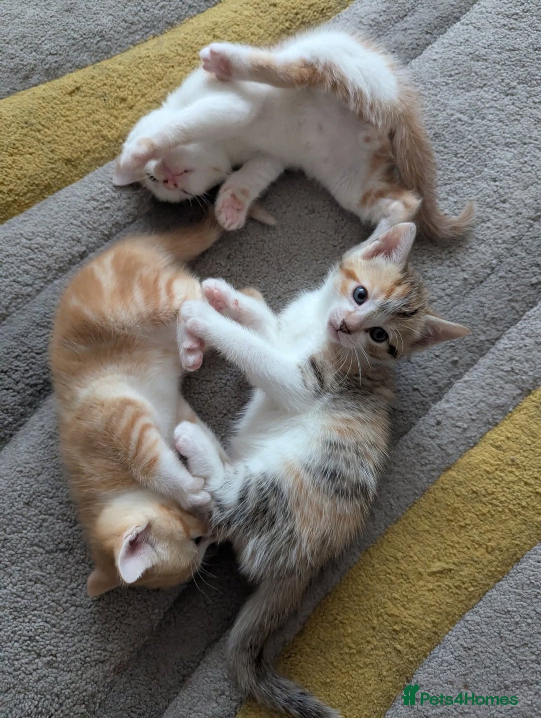 Mixed Breed cats for sale: 9 week old kittens - Image 7