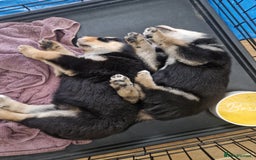 Mixed Breed dogs for sale: Adorable Rottsky Pups - Image 4