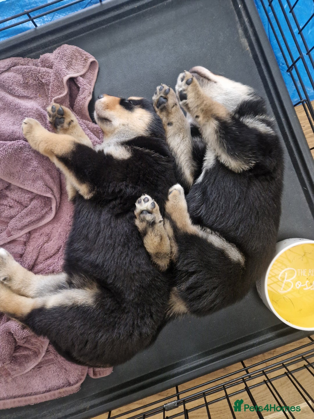 Mixed Breed dogs for sale: Adorable Rottsky Pups - Image 4