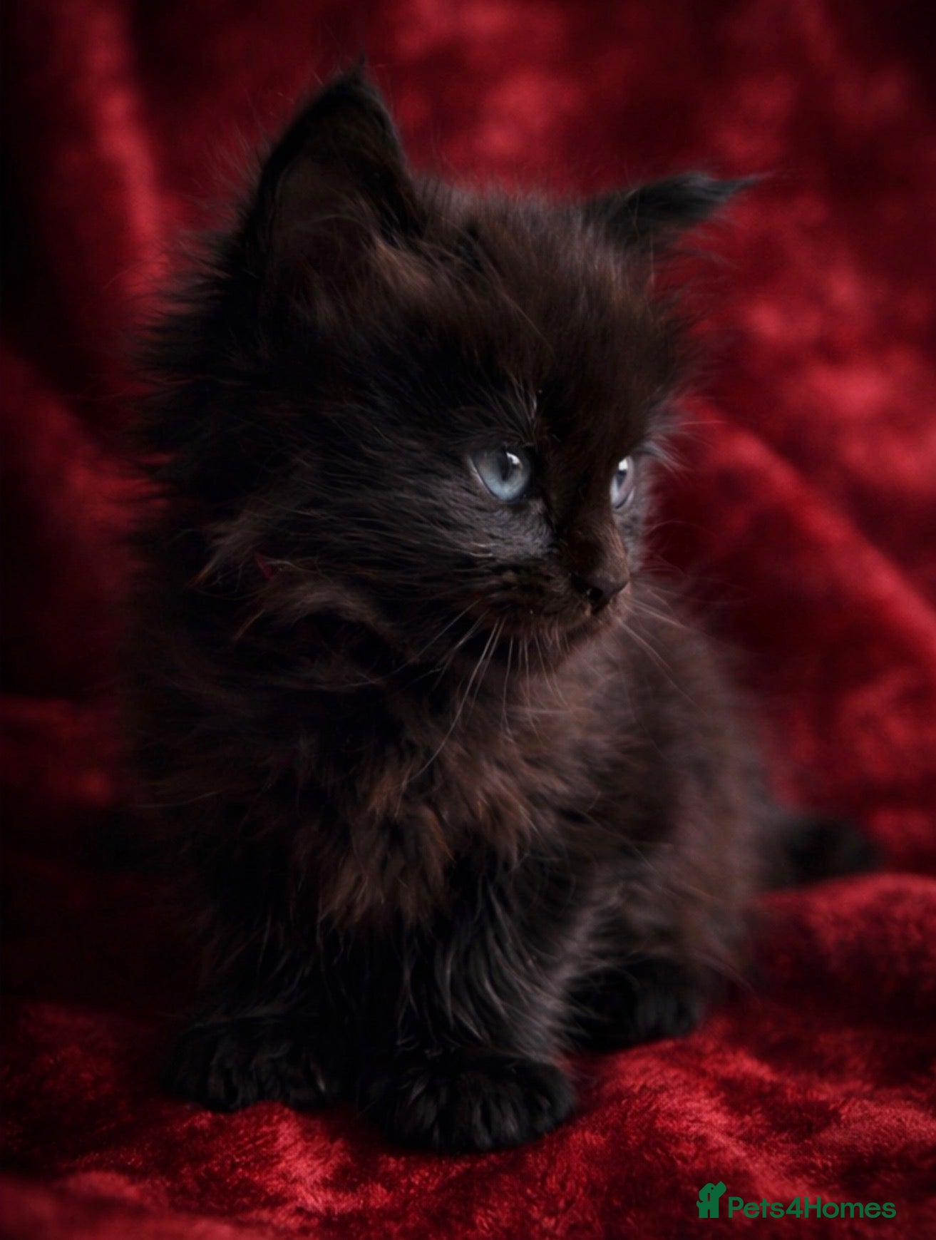 Maine Coon cats TICA Reg Maine Coon Kittens Unique Black Smokes - Advert 1