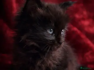 Maine Coon cats TICA Reg Maine Coon Kittens Unique Black Smokes - Advert 1
