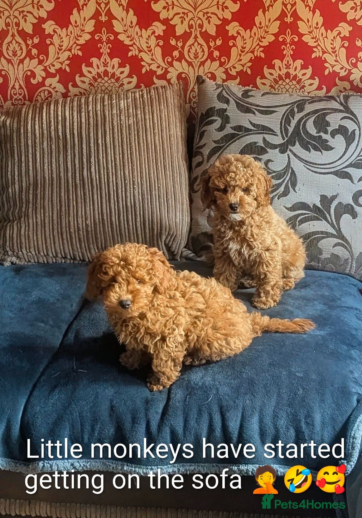 Cavapoo dogs Toy/Small Cavapoo Puppies – Ready 🐾 4💙 2🩷 - Advert 4
