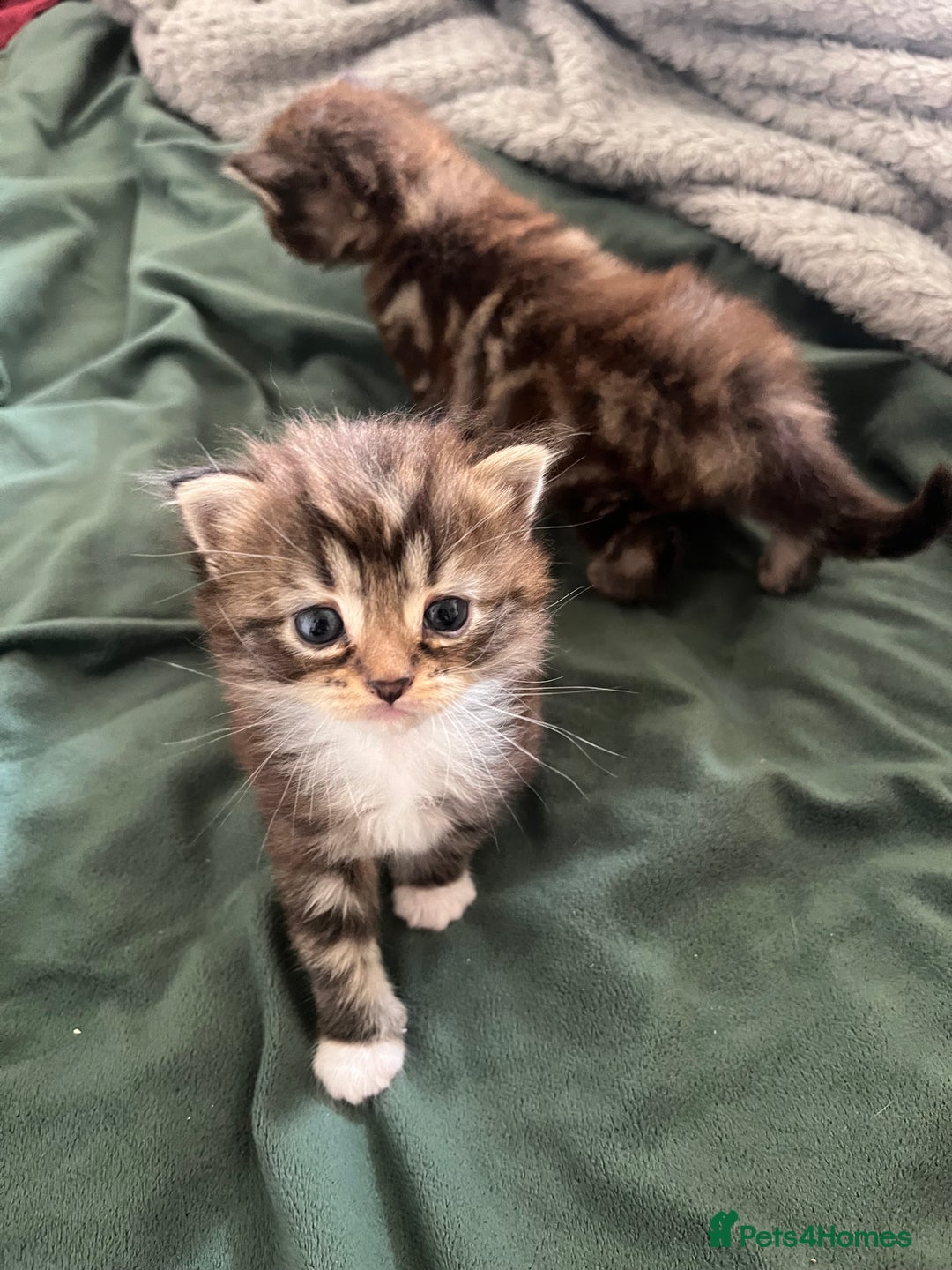 Mixed Breed cats for sale: Pretty Part Maine Coon kittens  - Image 7