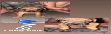 Mixed Breed 2