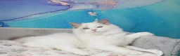 Ragdoll cats for sale: blue bicolour boys and girls available  - Advert 13