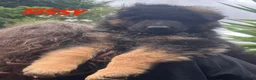 German Shepherd dogs for sale: Stunning GSD puppies for sale  - Advert 3