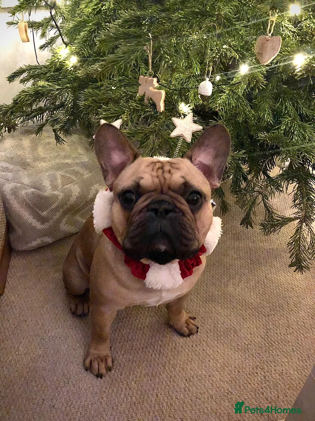 Gallery Image {{count}}