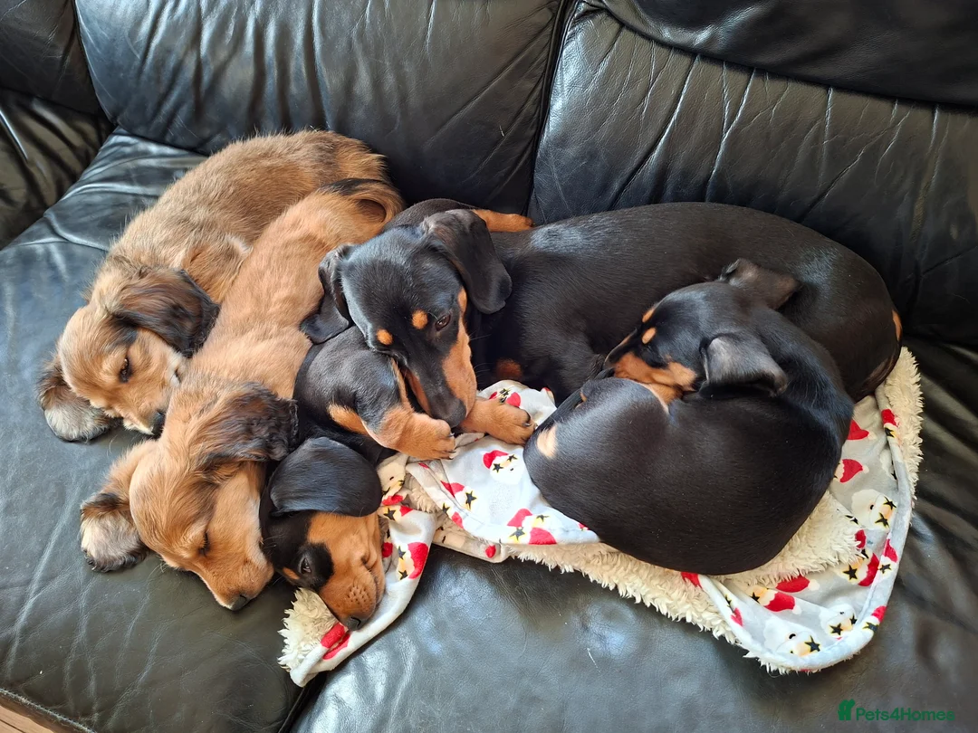 Miniature Dachshund dogs for sale: Long haired miniature dachshund puppy - Advert 11