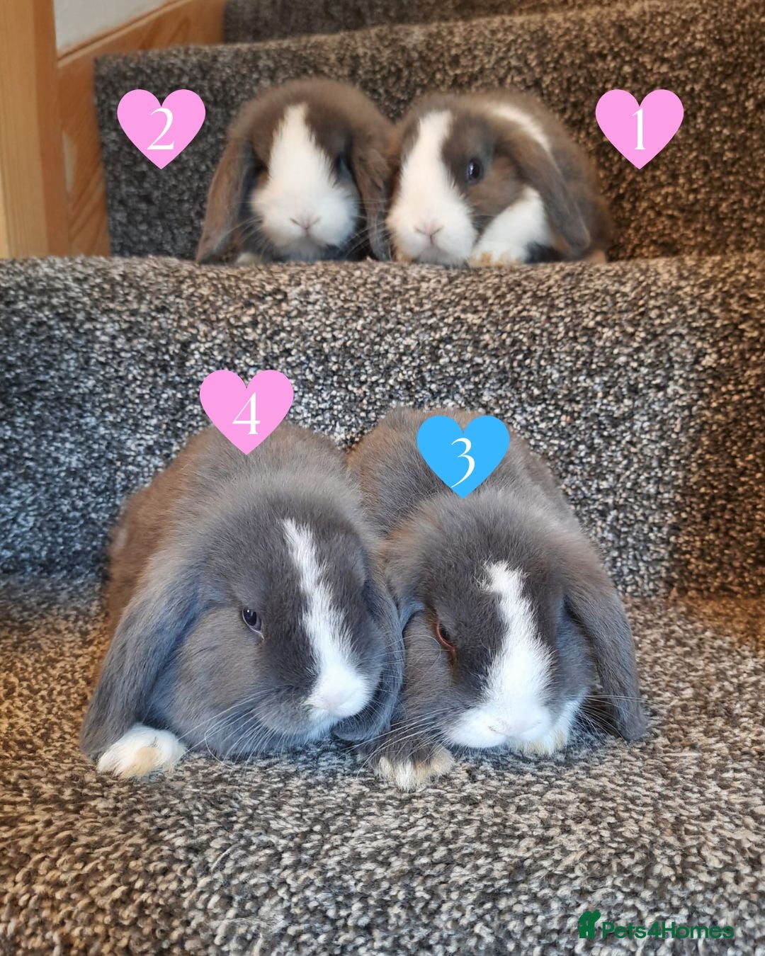 Mini Lop rabbits Blue-Eyed Mini Lop Babies - Advert 2
