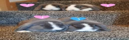 Mini Lop rabbits for sale: Blue-Eyed Mini Lop Babies - Advert 2