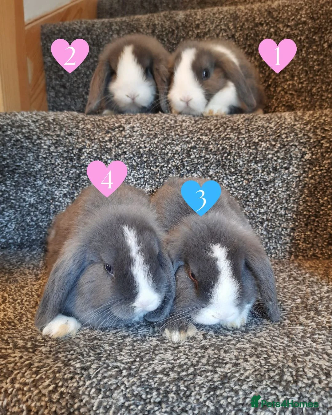 Mini Lop rabbits for sale: Blue-Eyed Mini Lop Babies - Advert 2