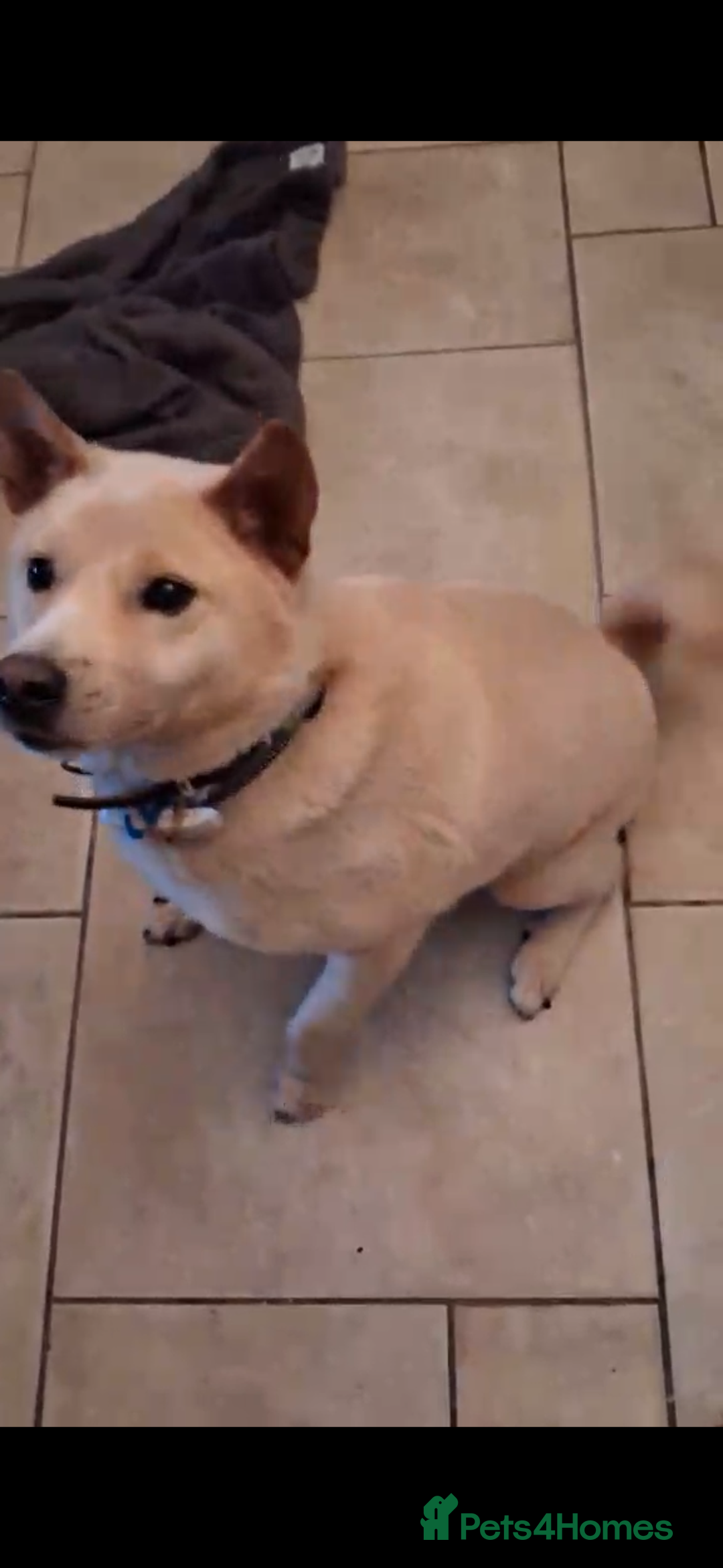 Japanese Shiba Inu dogs for adoption: jimmy 4 shiba mix meat trade survivor in Nottingham - Advert 2
