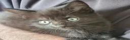 Mixed Breed cats for sale: Maine coon x Bengal  in Maybole - Advert 21