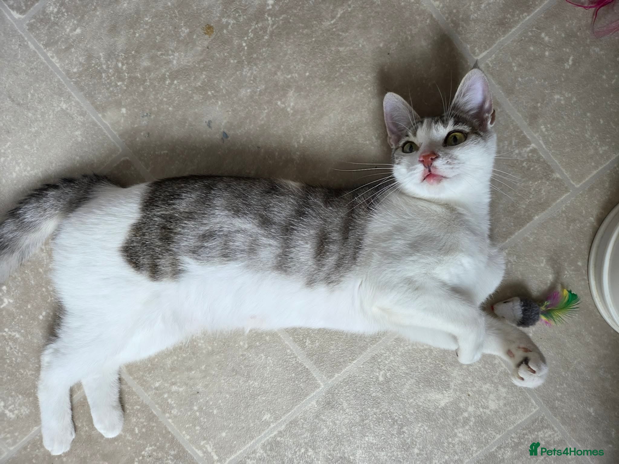Mixed Breed cats Rescue kitten Princess in need of new home - Advert 1