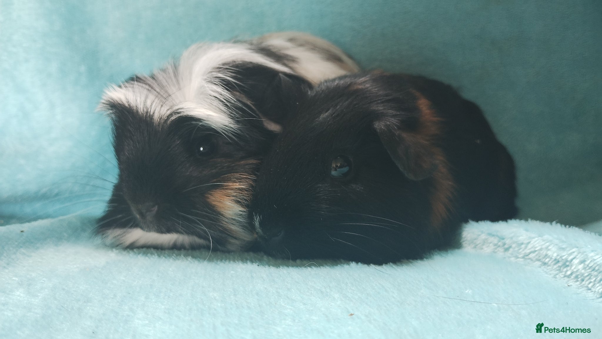 Guinea Pig rodents Rare baby guinea pigs Ready now - Advert 8