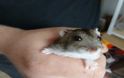 Hamster rodents for sale: Loving Female dwarf hamster 💗  - Image 6