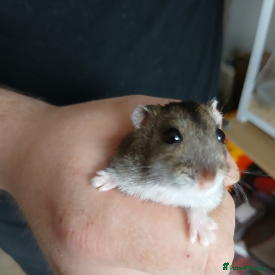 Hamster rodents for sale: Loving Female dwarf hamster 💗  - Image 6