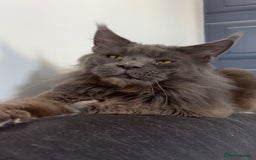 Maine Coon cats for sale: Precious little babies ❤️💙 - Image 11