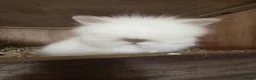 Lionhead rabbits for sale: Pure bred double maned lion head - Advert 1