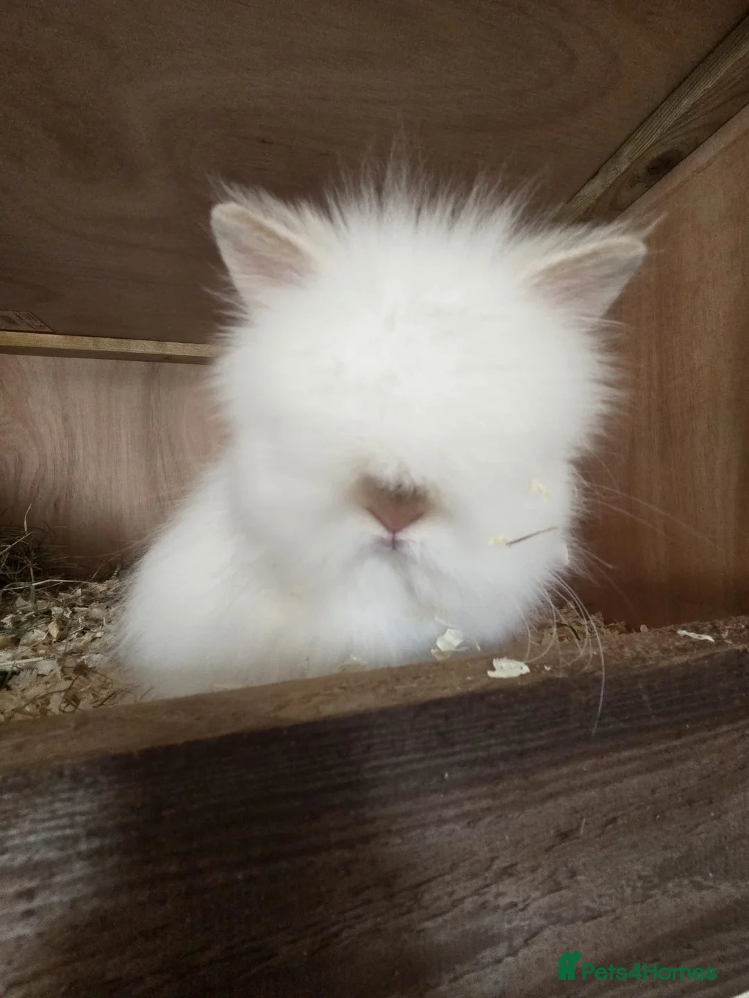 Lionhead rabbits for sale: Pure bred double maned lion head - Advert 1