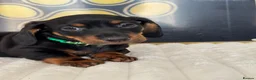 Dachshund dogs for sale: Kc standard dachshund puppy - Advert 13