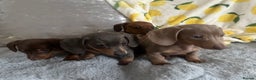 Dachshund dogs for sale: Gorgeous Isabella+tan little boy - Advert 1
