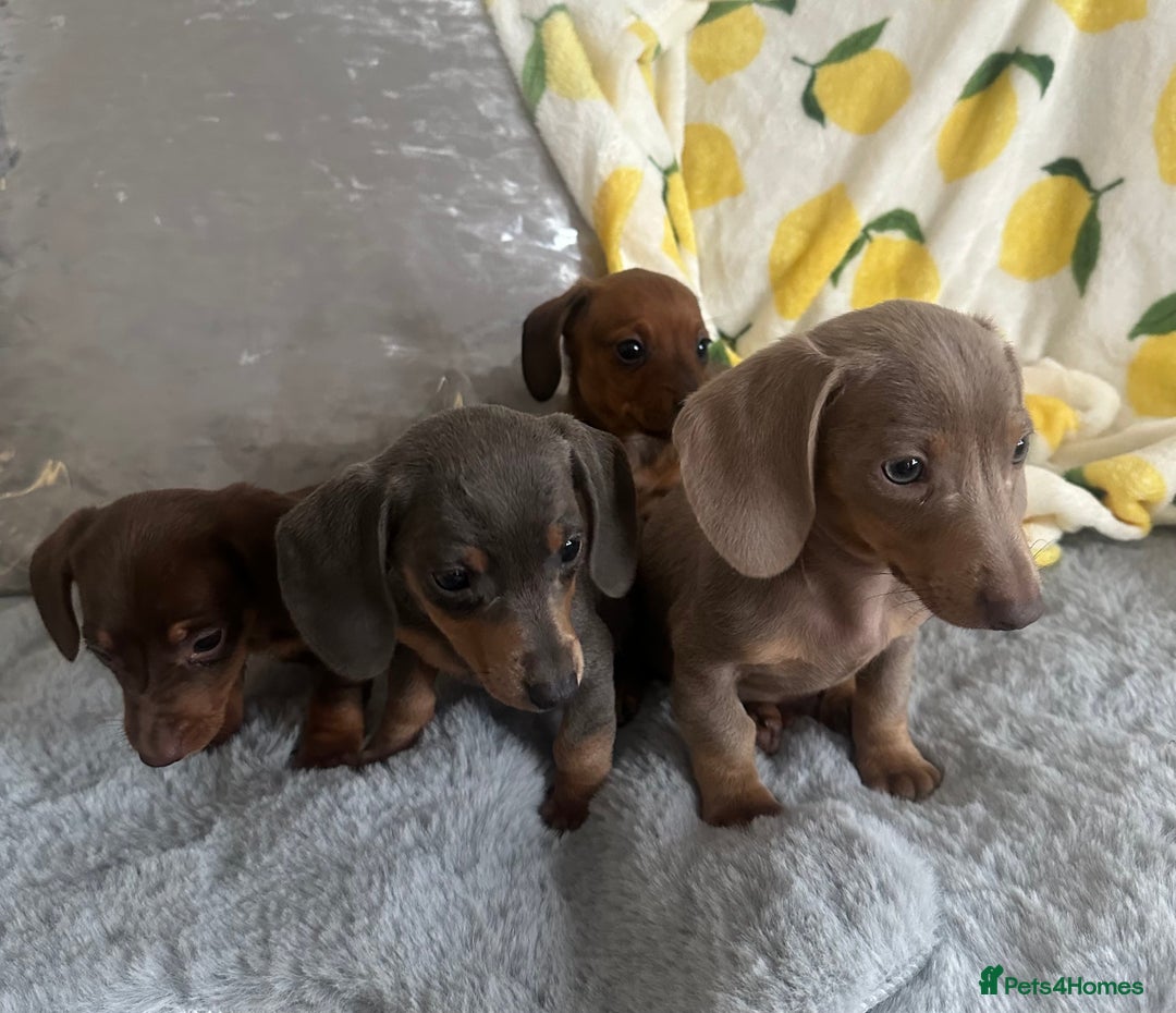 Dachshund dogs for sale: Outstanding dachshund puppies - Image 1