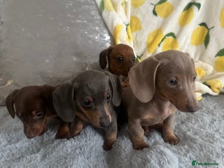 Dachshund dogs - Advert 8