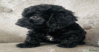 Cockapoo dogs - Advert 5