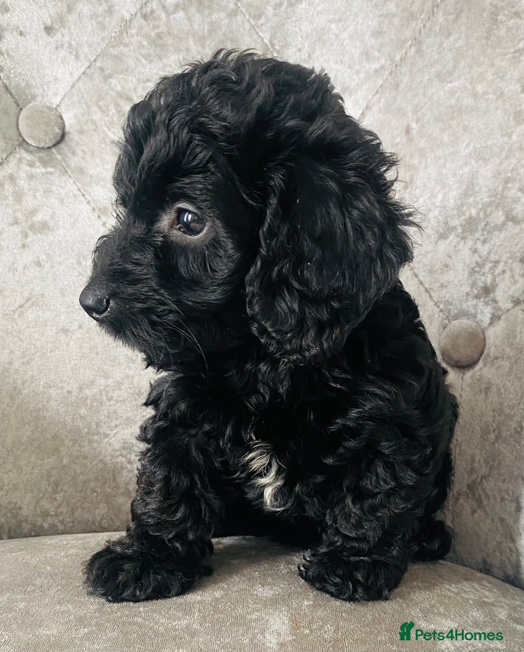 Cockapoo dogs for sale: Beautiful Black Cockapoo Puppies  - Image 3
